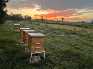 Bee Pollen and Raw Honey Gift Bundle